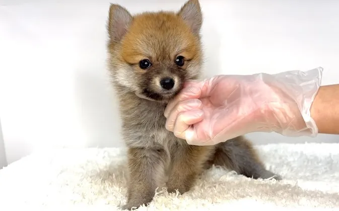 茨城県坂東市にて、ポメ柴の女の子のご家族様を募集しております...