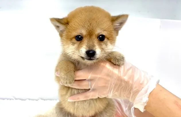 2025年10月10日生まれ