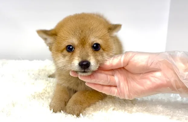 2025年10月10日生まれ