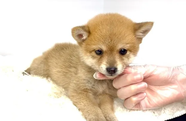 2025年10月10日生まれ