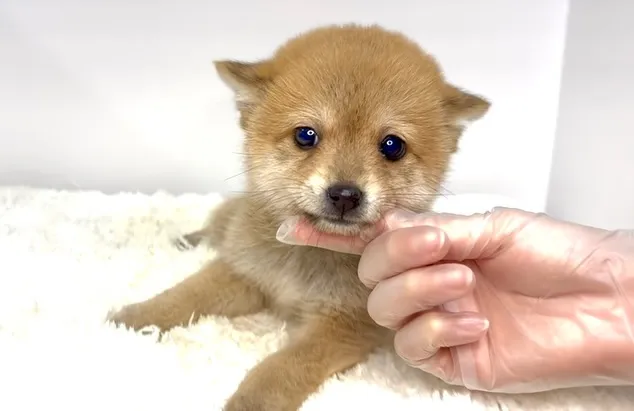 2025年10月10日生まれ