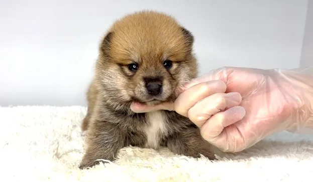 茨城県坂東市にて、ポメ柴の男の子のご家族様を募集しております...