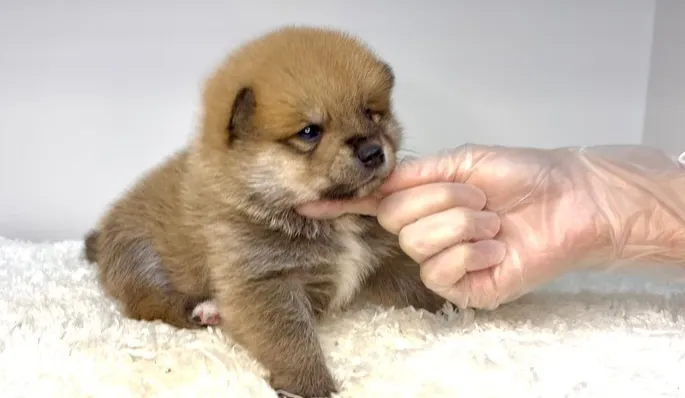 茨城県坂東市にて、ポメ柴の男の子のご家族様を募集しております...