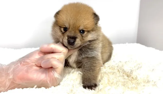 茨城県坂東市にて、ポメ柴の男の子のご家族様を募集しております...