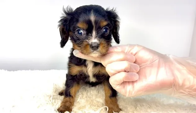 茨城県坂東市にてキャバリアの男の子のご家様を募集しております...