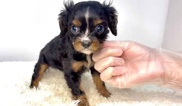 茨城県坂東市にてキャバリアの男の子のご家様を募集しております...