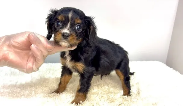 茨城県坂東市にてキャバリアの男の子のご家様を募集しております...