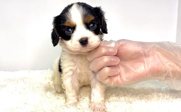 茨城県坂東市にてキャバリアの男の子のご家様を募集しております...