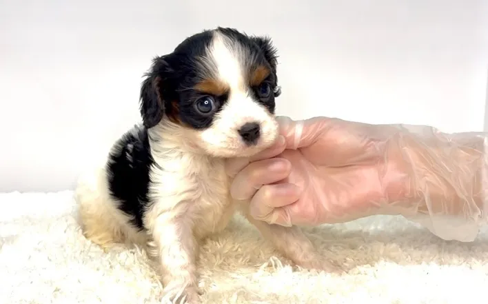 茨城県坂東市にてキャバリアの男の子のご家様を募集しております...