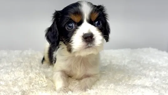 茨城県坂東市にてキャバリアの男の子のご家様を募集しております...