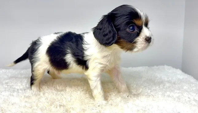 茨城県坂東市にてキャバリアの男の子のご家様を募集しております...