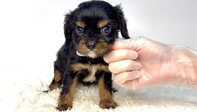 茨城県坂東市にてキャバリアの男の子のご家様を募集しております...