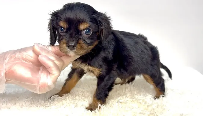 茨城県坂東市にてキャバリアの男の子のご家様を募集しております...