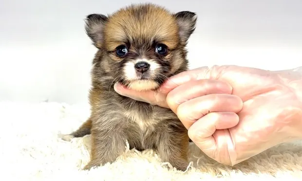 茨城県坂東市にて、ポメチワの女の子のご家族様を募集しておりま...