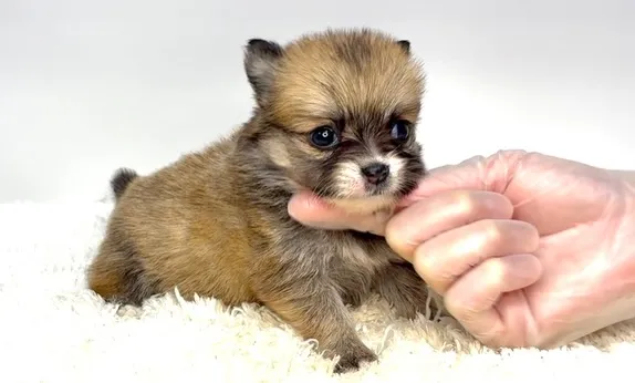 茨城県坂東市にて、ポメチワの女の子のご家族様を募集しておりま...