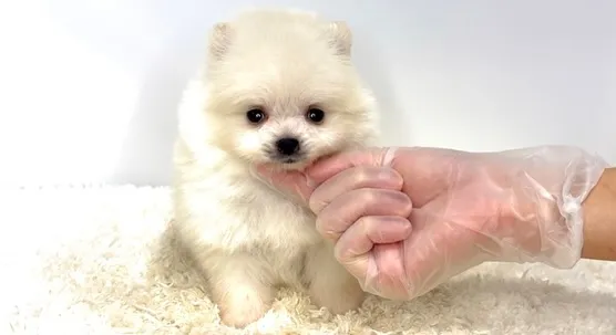 茨城県坂東市にて、ポメラニアンの女の子のご家族様を募集してお...