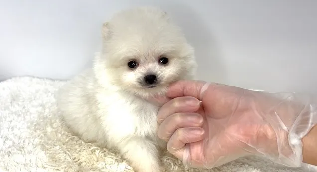 茨城県坂東市にて、ポメラニアンの女の子のご家族様を募集してお...