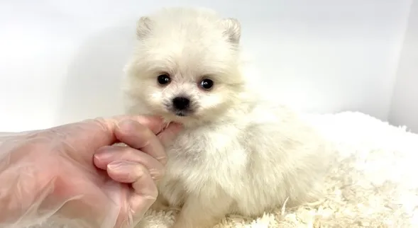 茨城県坂東市にて、ポメラニアンの女の子のご家族様を募集してお...