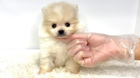 茨城県坂東市にて、ポメラニアンの男の子のご家族様を募集してお...