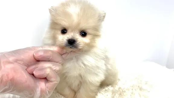 茨城県坂東市にて、ポメラニアンの男の子のご家族様を募集してお...