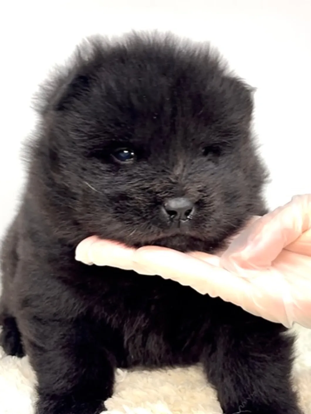 茨城県坂東市にて、ふわふわモコモコな毛並みが魅力の、チャウチ...