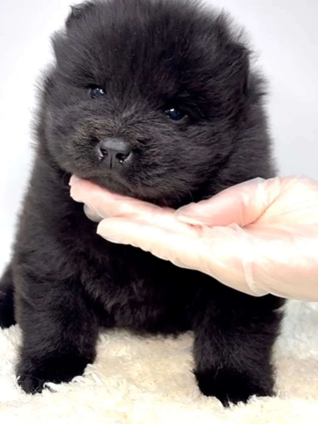 茨城県坂東市にて、ふわふわモコモコな毛並みが魅力の、チャウチ...