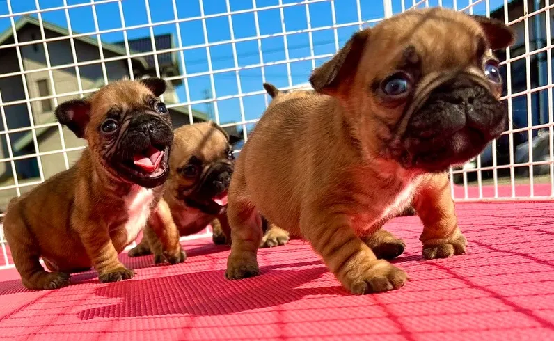 茨城県坂東市にて、フレンチブルドッグの子犬のご家族様を募集し...