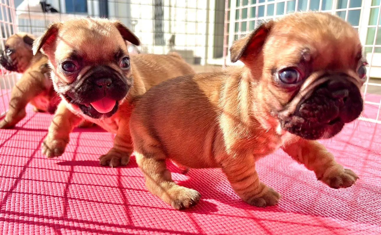 茨城県坂東市にて、フレンチブルドッグの子犬のご家族様を募集し...