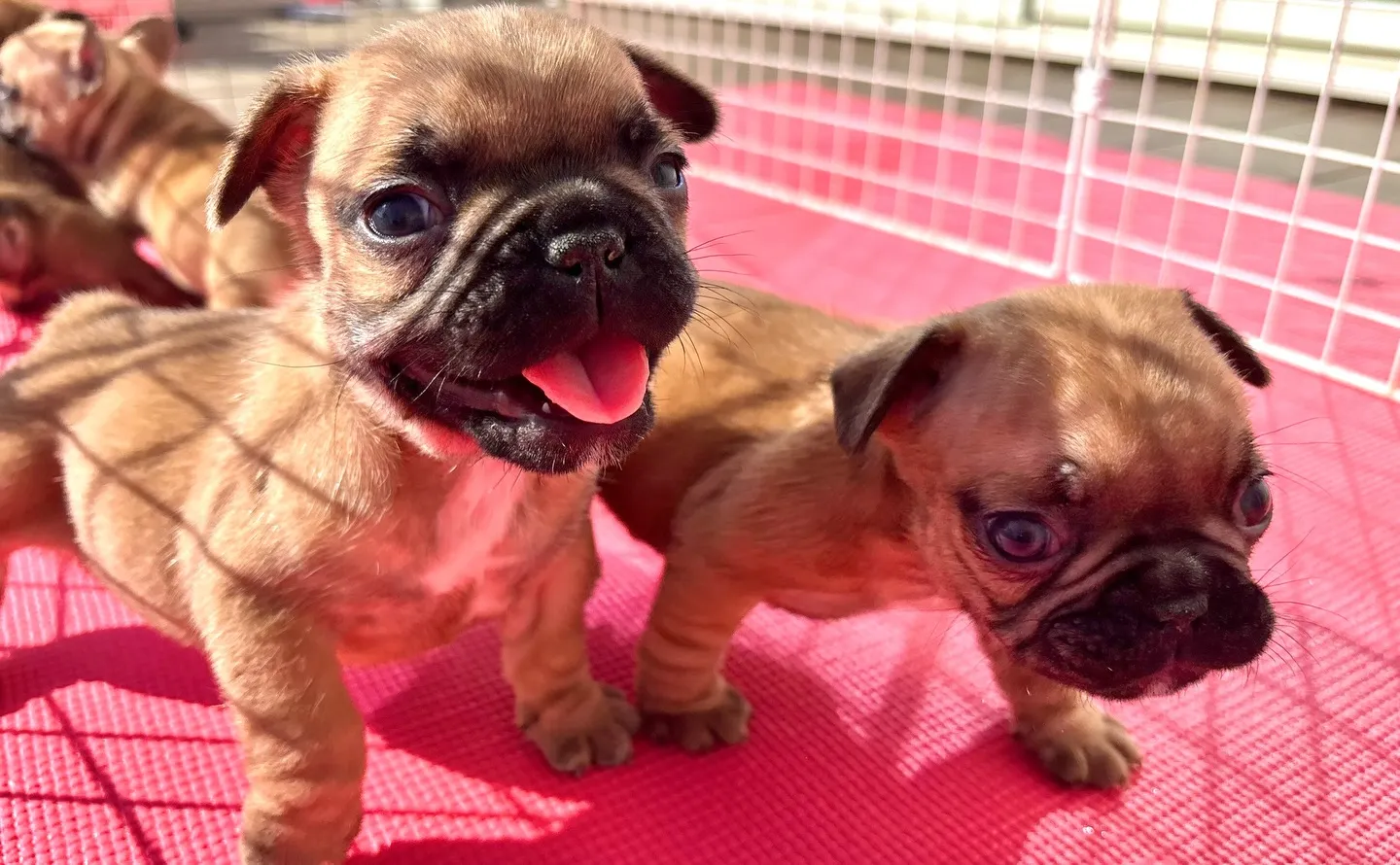 茨城県坂東市にて、フレンチブルドッグの子犬のご家族様を募集し...