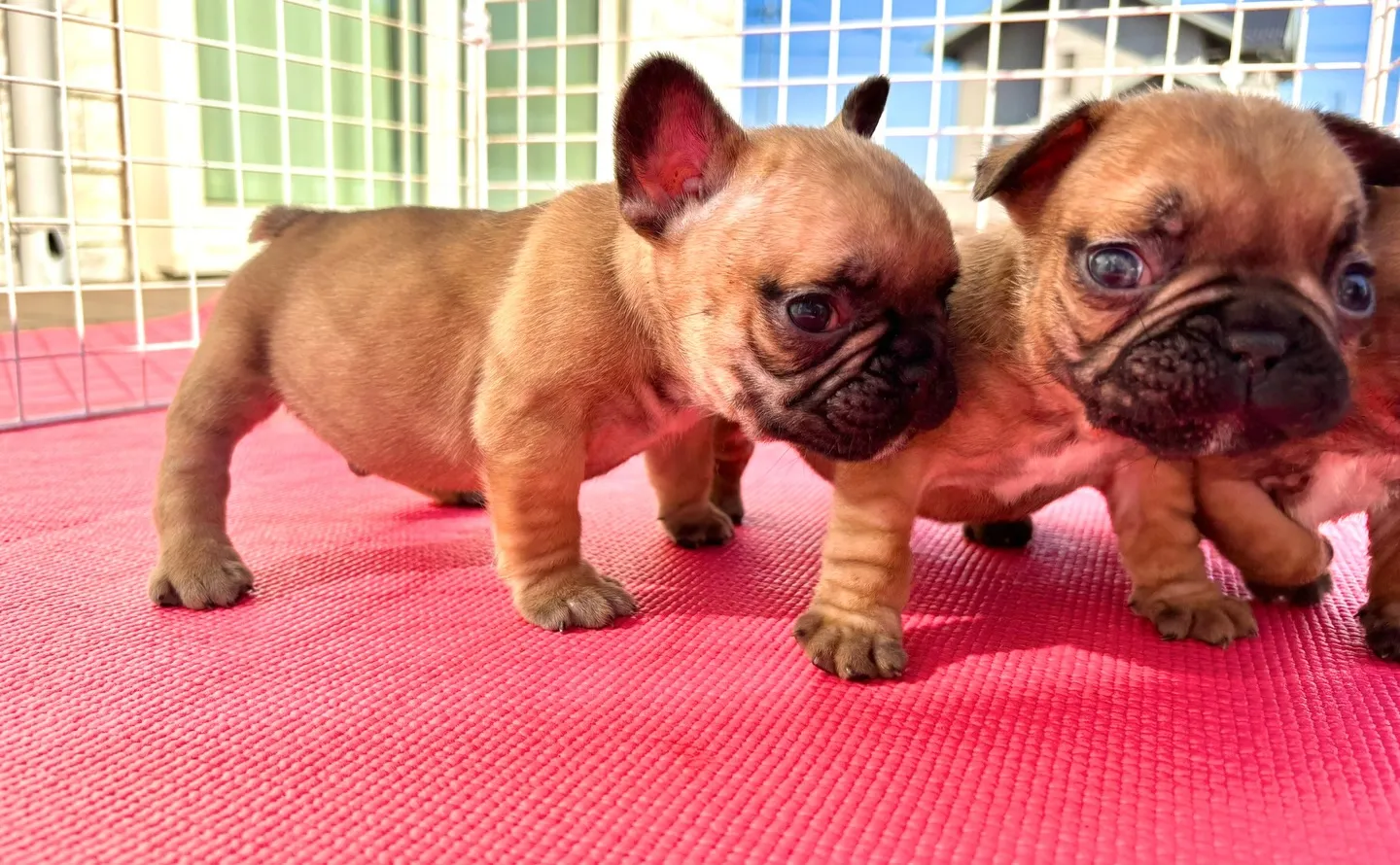 茨城県坂東市にて、フレンチブルドッグの子犬のご家族様を募集し...