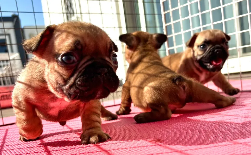 茨城県坂東市にて、フレンチブルドッグの子犬のご家族様を募集し...
