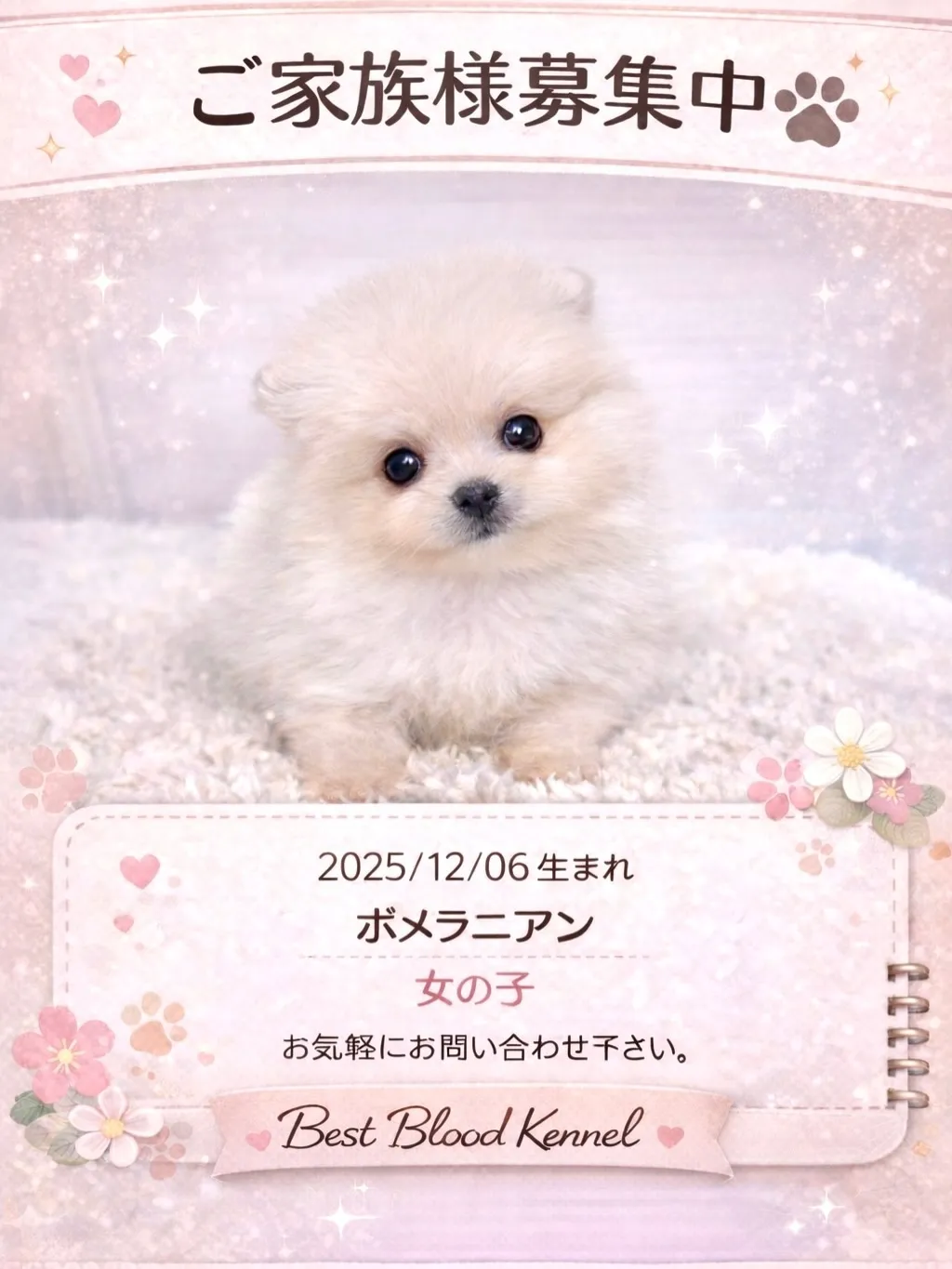 茨城県坂東市にて、ポメラニアンの女の子のご家族様を募集してお...