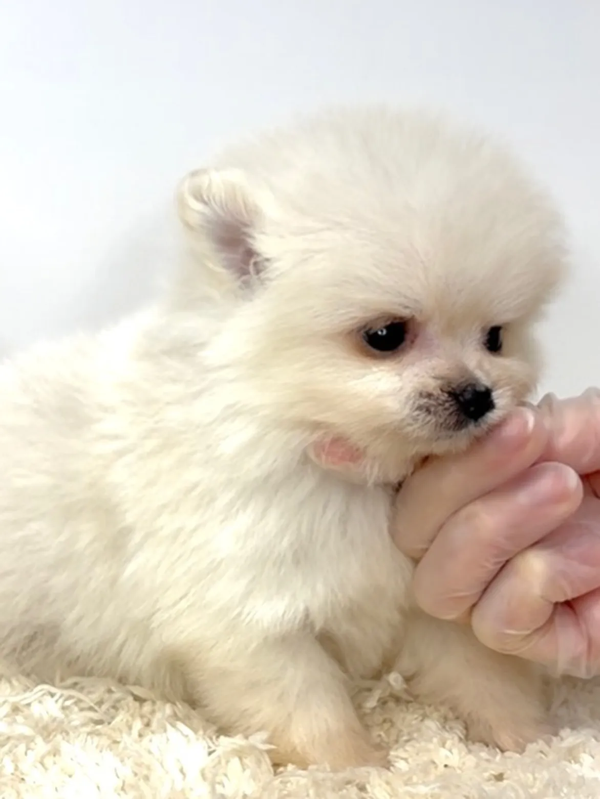 茨城県坂東市にて、ポメラニアンの女の子のご家族様を募集してお...