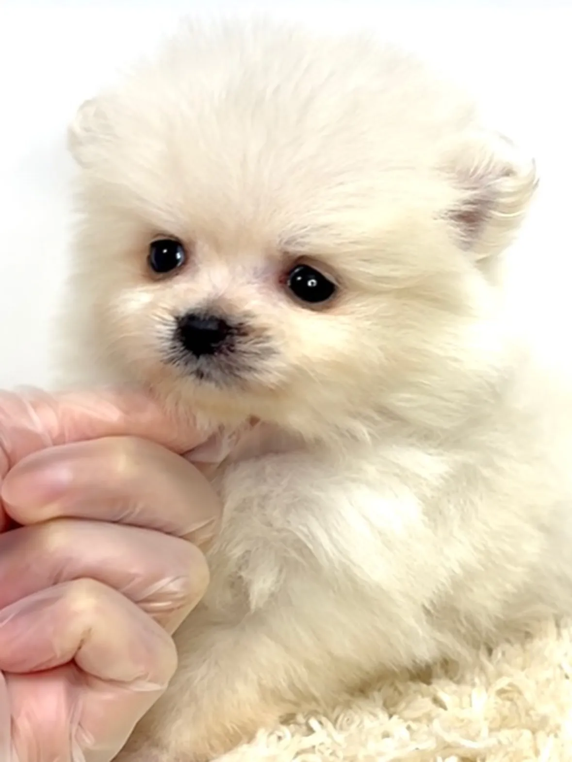 茨城県坂東市にて、ポメラニアンの女の子のご家族様を募集してお...