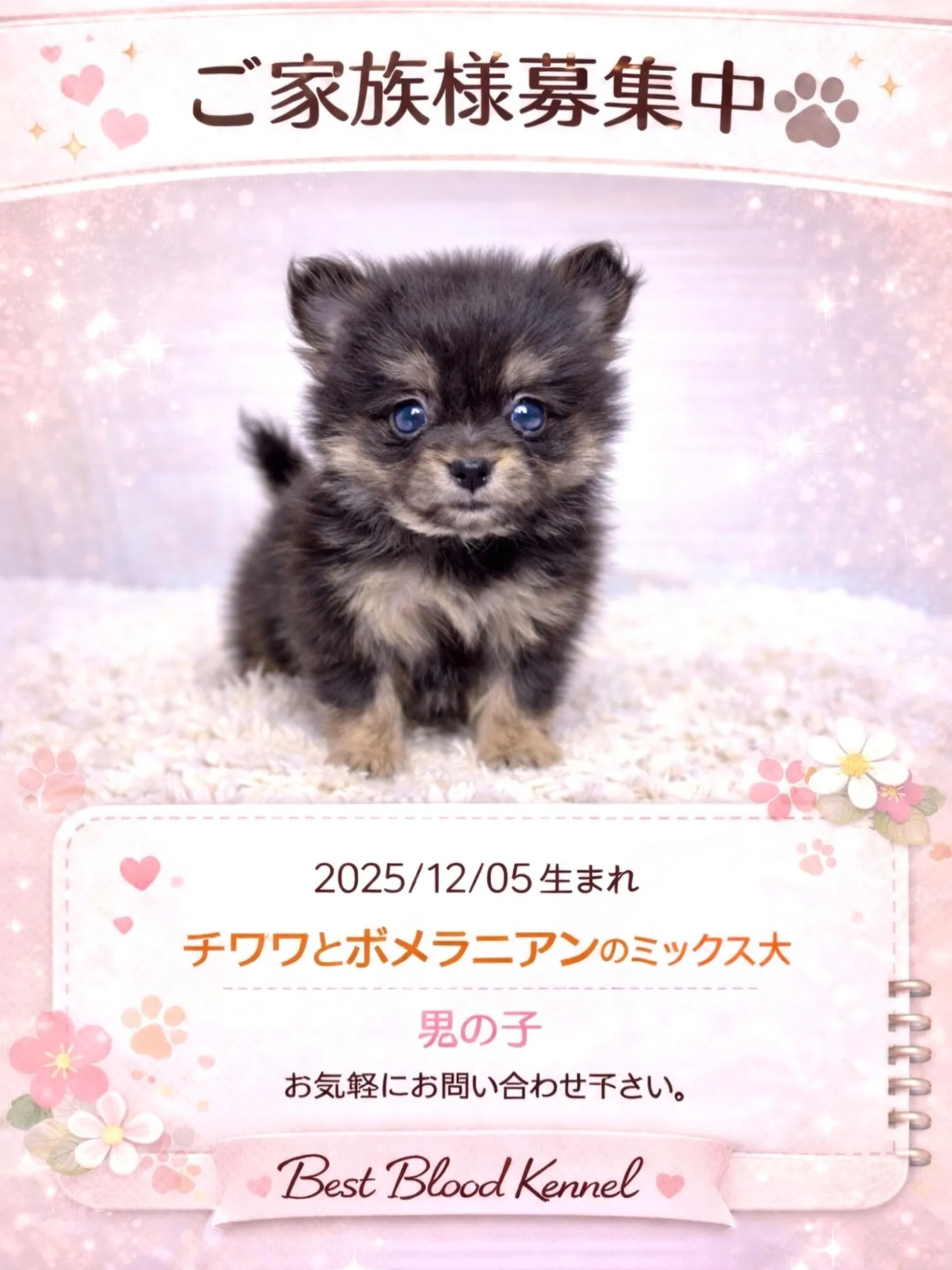 茨城県坂東市にて、ポメチワの男の子のご家族様を募集しておりま...