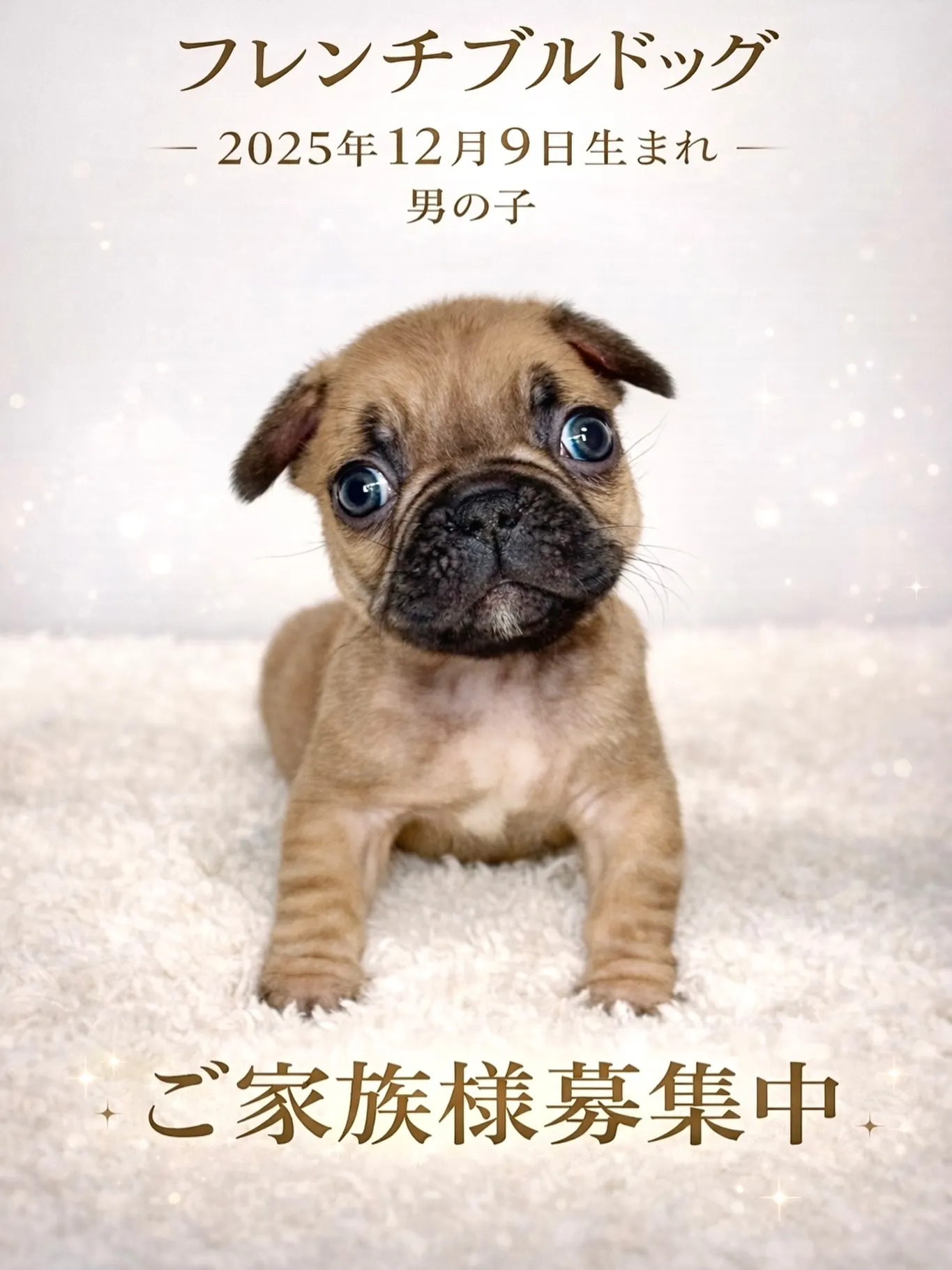 茨城県坂東市にて、フレンチブルドッグの子犬のご家族様を募集し...