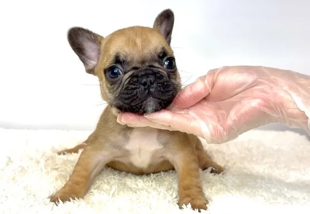 茨城県坂東市にて、フレンチブルドッグの子犬のご家族様を募集し...
