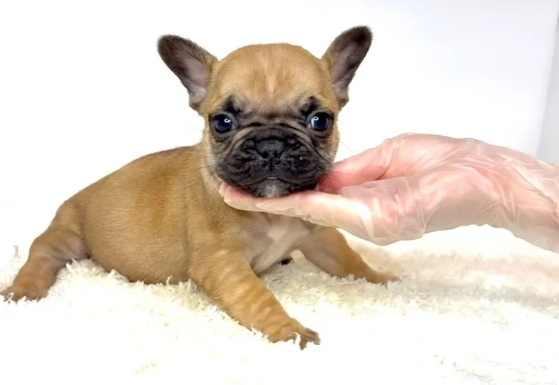 茨城県坂東市にて、フレンチブルドッグの子犬のご家族様を募集し...