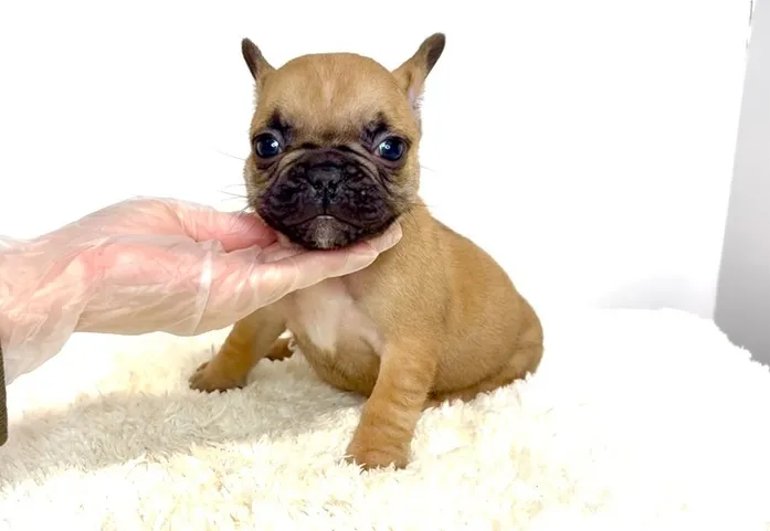 茨城県坂東市にて、フレンチブルドッグの子犬のご家族様を募集し...