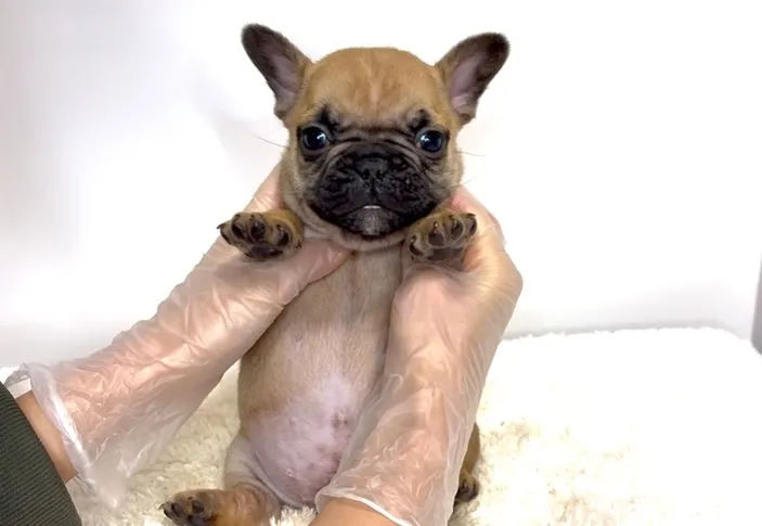 茨城県坂東市にて、フレンチブルドッグの子犬のご家族様を募集し...