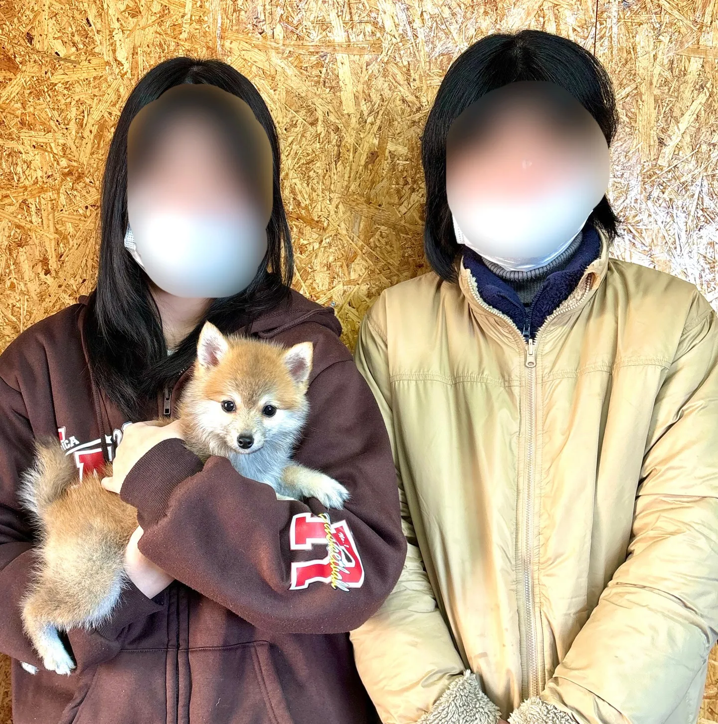 昨日は、茨城県のご家族様がポメ柴の男の子をお迎えにお越し下さ...