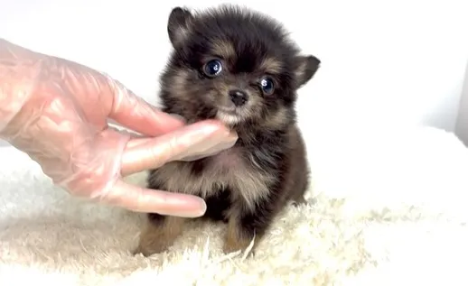 茨城県坂東市にて、ポメチワの女の子のご家族様を募集しておりま...