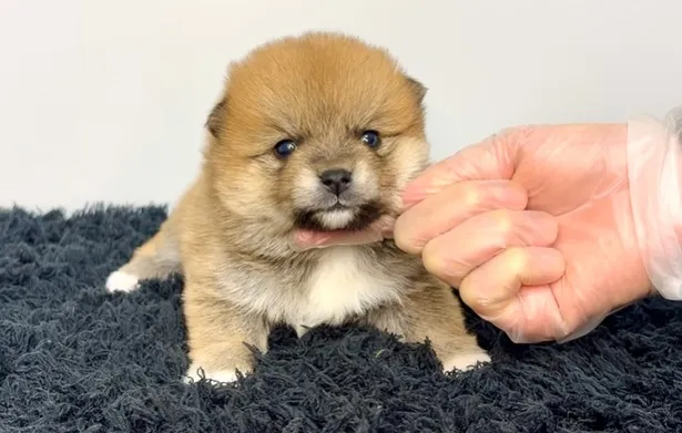 茨城県坂東市にて、ポメ柴の女の子のご家族様を募集しております...