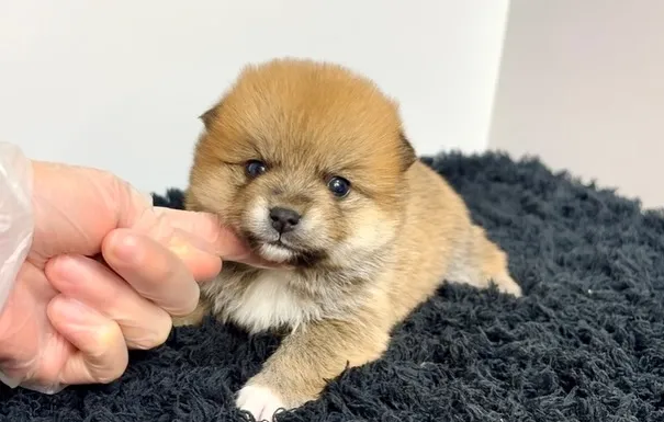 茨城県坂東市にて、ポメ柴の女の子のご家族様を募集しております...