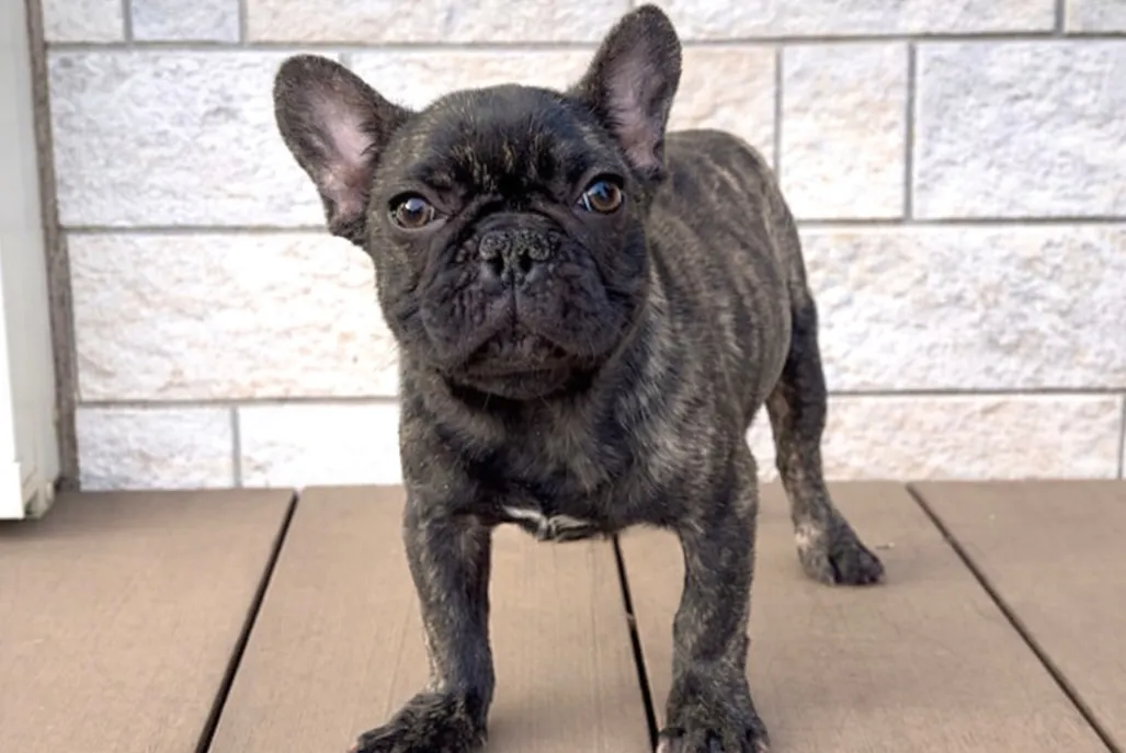 茨城県坂東市にてフレンチブルドッグの女の子のご家族様を募集し...