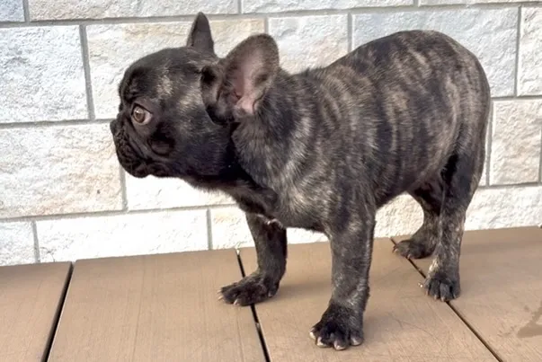 茨城県坂東市にてフレンチブルドッグの女の子のご家族様を募集し...