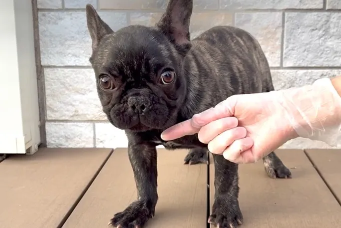 茨城県坂東市にてフレンチブルドッグの女の子のご家族様を募集し...