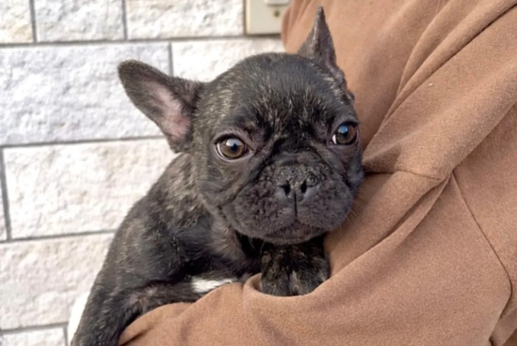 茨城県坂東市にてフレンチブルドッグの女の子のご家族様を募集し...