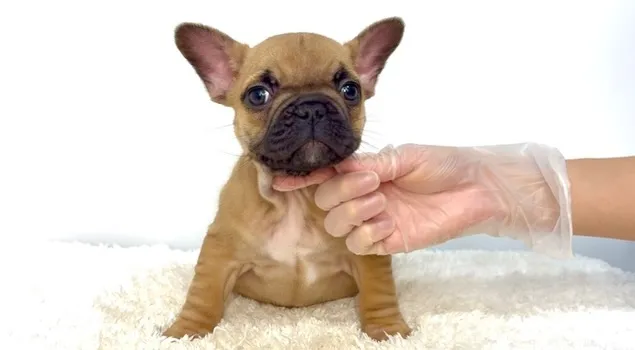 茨城県坂東市にて、フレンチブルドッグの女の子のご家族様を募集...