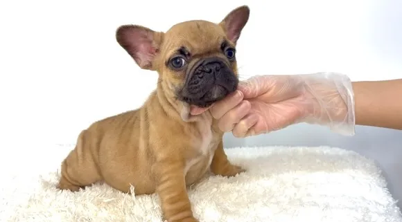 茨城県坂東市にて、フレンチブルドッグの女の子のご家族様を募集...